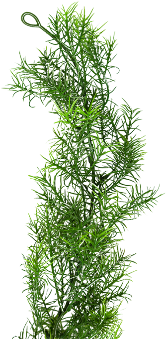 Realweeds Macroshot - Weeds Transparent (349x698), Png Download