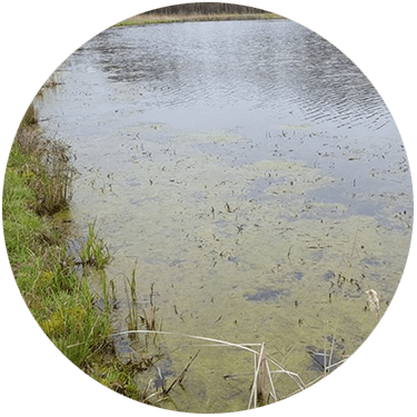 Are Your Aquatic Weeds Out Of Control - Lake (375x375), Png Download