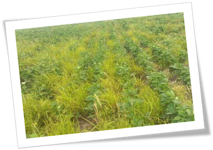 Herbicide Resistant Weeds - Grass (434x328), Png Download