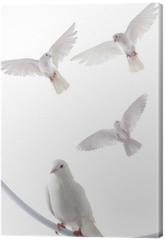 European Herring Gull (400x400), Png Download