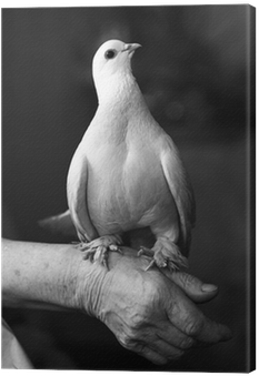 Cuadro En Lienzo Retrato De Paloma Blanca • Pixers® - Beyaz Güvercin Duvar Kağıtları (400x400), Png Download