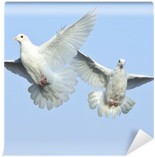Fotomural Paloma Blanca En Vuelo Libre Bajo El Cielo - Dreams Of Peace [book] (400x400), Png Download