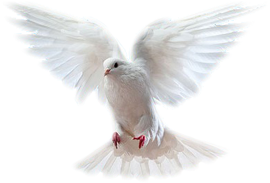 Paloma Png - Paloma Blanca Del Espiritu Santo (408x298), Png Download