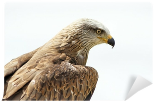 Red-tailed Hawk (400x400), Png Download