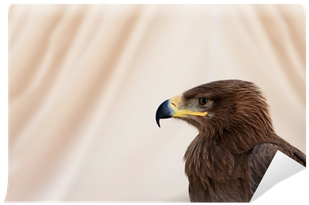 Golden Eagle (400x400), Png Download