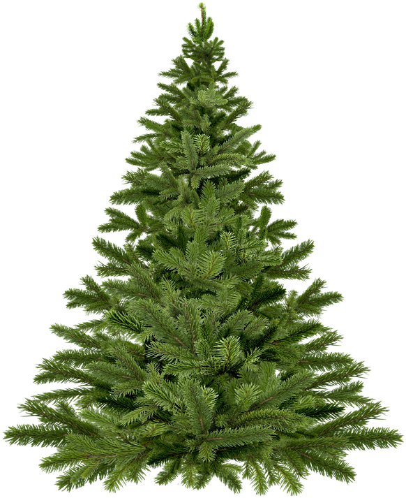 Christmas Tree Christmas, Christmas Tree, Pine - Undecorated Christmas Tree Png (578x640), Png Download
