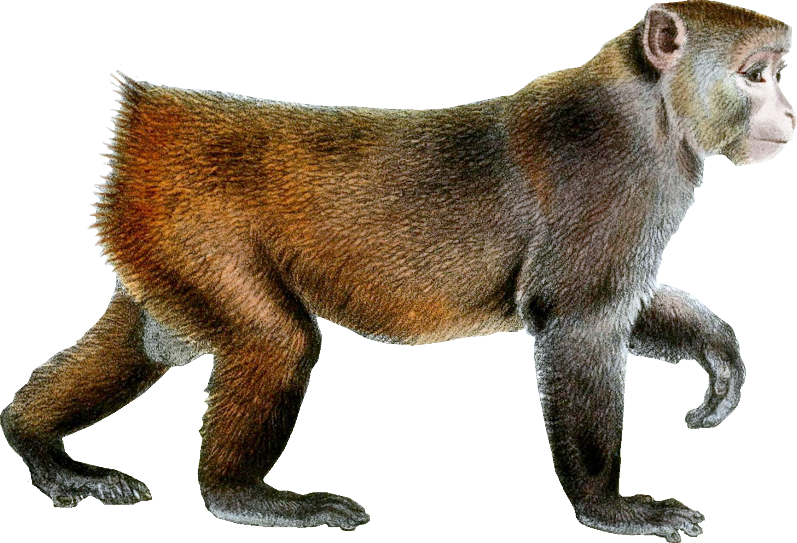 Free Monkey - Rhesus Monkey Png (3000x2400), Png Download