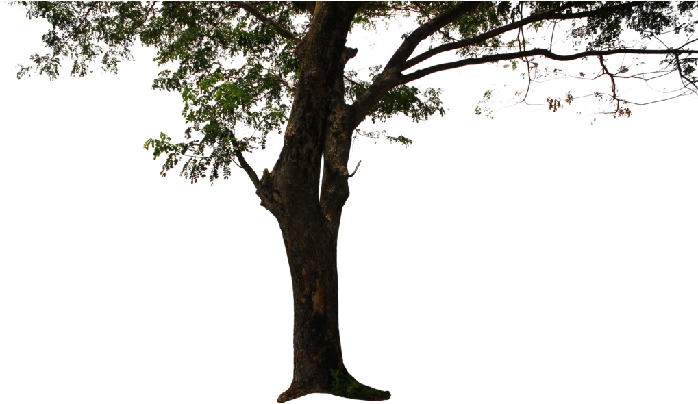 Tree Png Background - Trunk Of A Tree Png (1024x606), Png Download