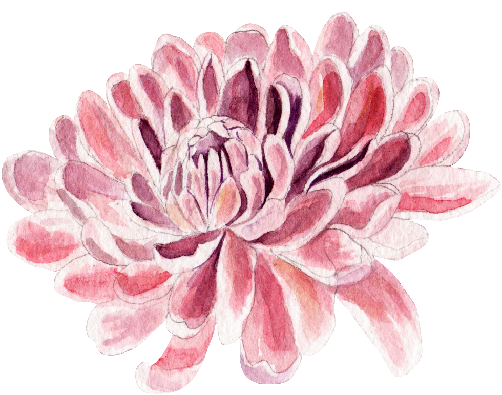 This Graphics Is Crab-shaped Chrysanthemum Transparent - Watercolor Painting (1024x787), Png Download