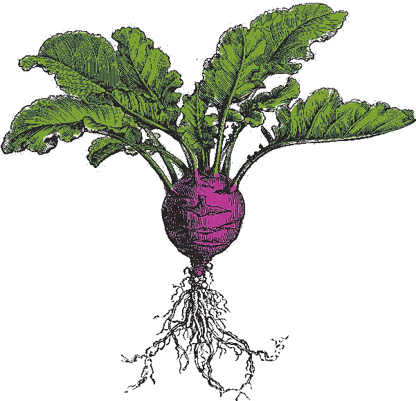 Roots (648x582), Png Download