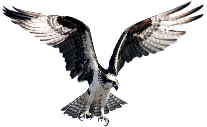 Image Free Library Hawk Fisher Png By Lg On Deviantart - Osprey Bird (800x523), Png Download