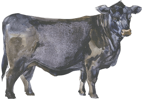 More About Our - Black Angus Cow Watercolor (500x375), Png Download