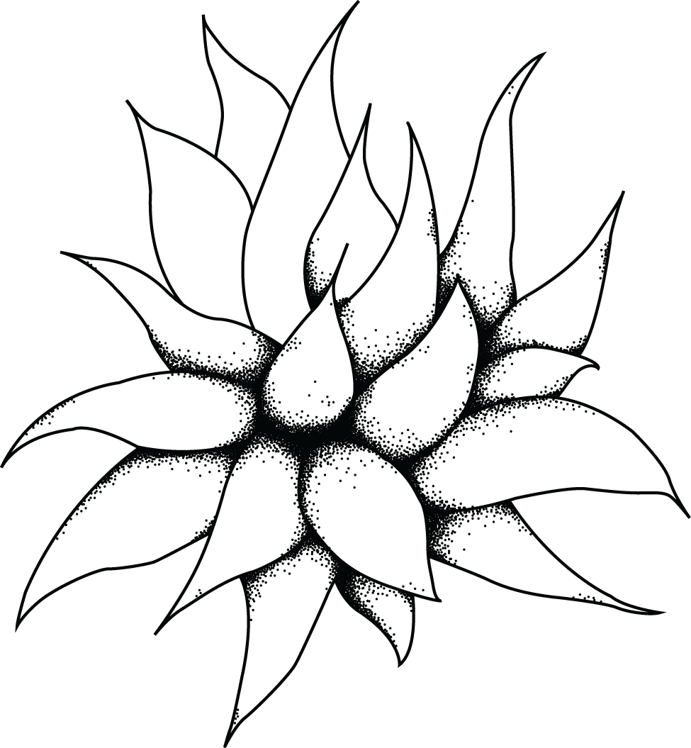Succulent Drawing At Getdrawings - Succulent Line Drawing Png (975x1055), Png Download