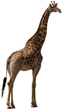 Giraffe - Giraffe Png (445x355), Png Download