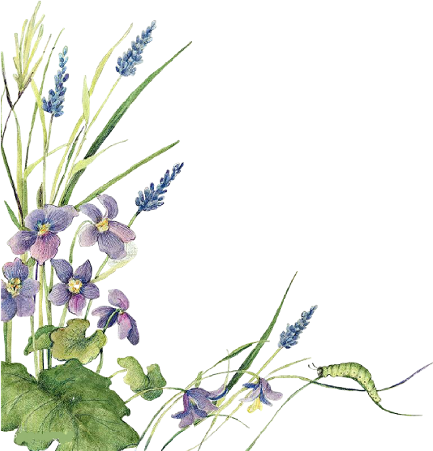 Ftestickers Watercolor Flowers Border Lavender - Twitter (1024x1024), Png Download