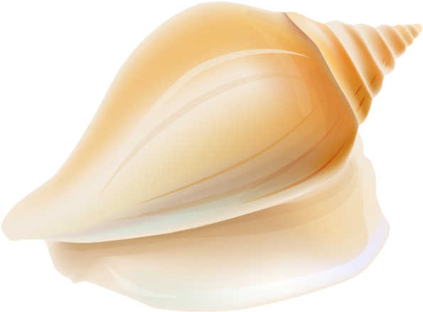 Transparent Seashell Clipart - Transparent Background Seashell Clipart (640x462), Png Download
