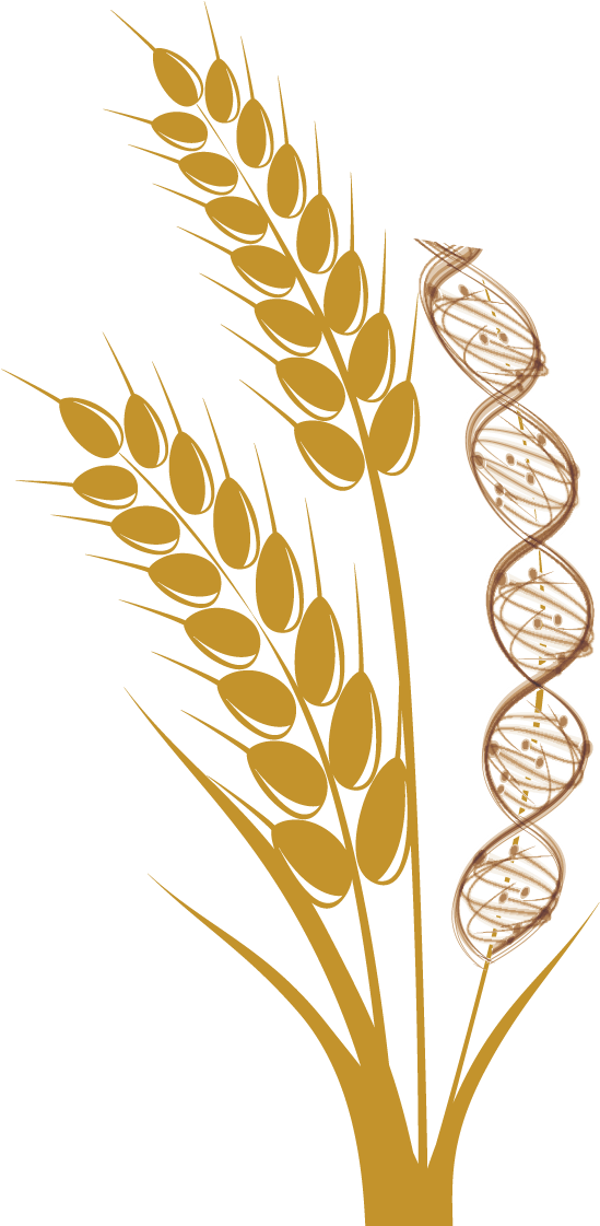 Wheat Stalk Png - Wheat (675x1147), Png Download