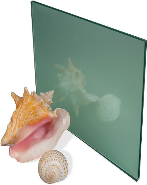 Conch (540x598), Png Download