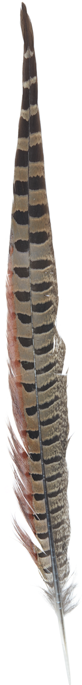 Common Feather - B2c Catalog - Earrings (2000x2000), Png Download