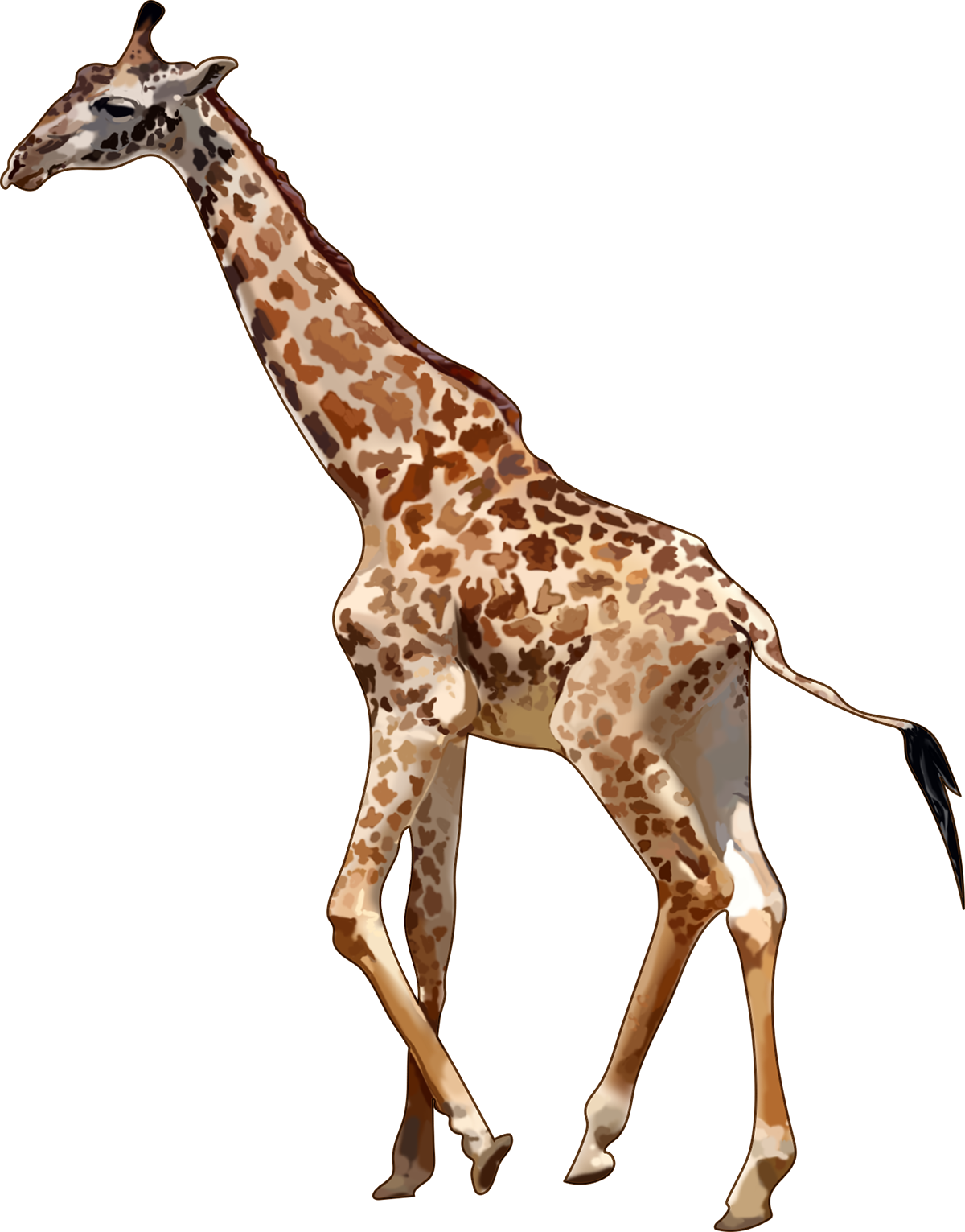 Giraffe (1200x1531), Png Download