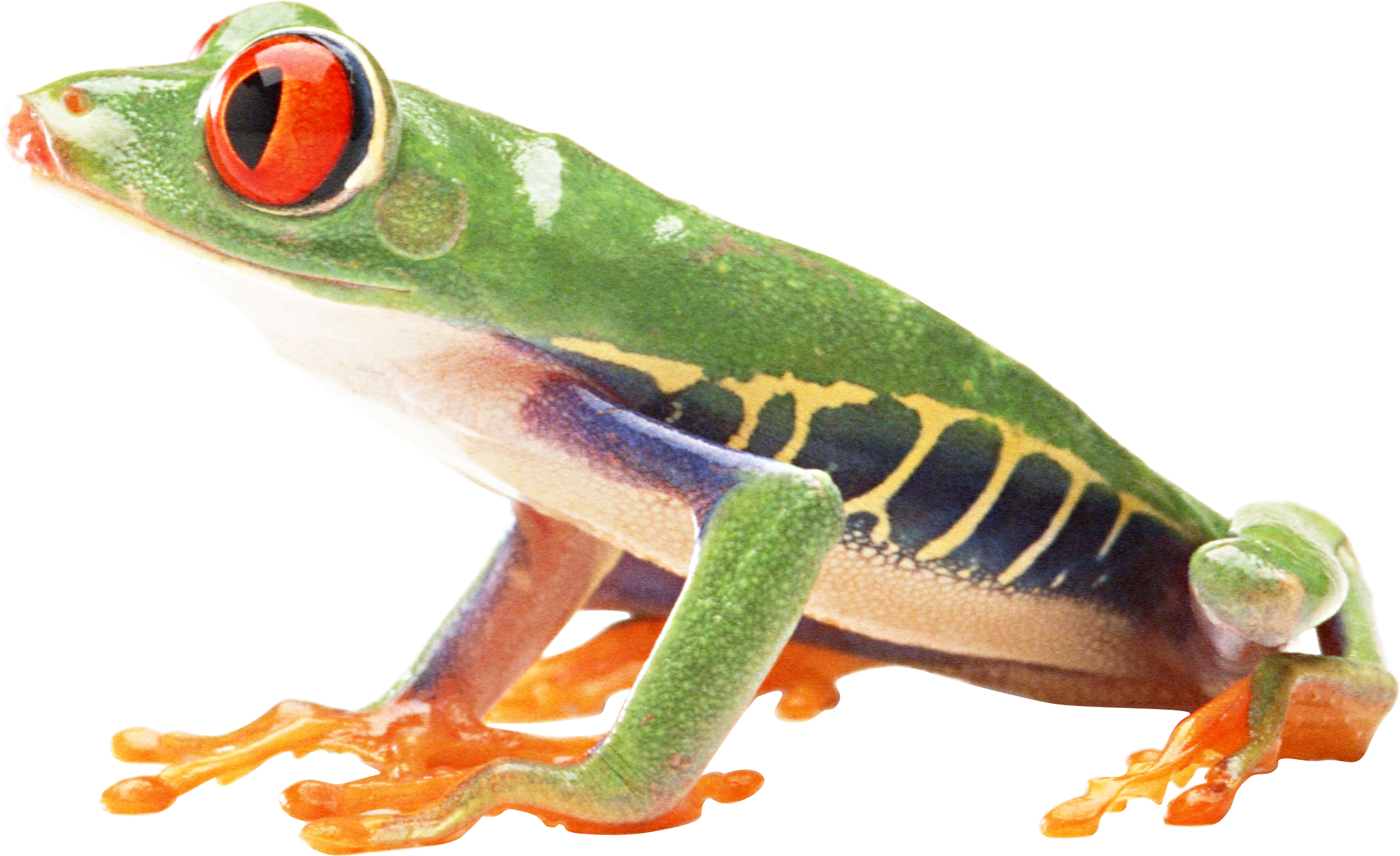 Red Eyed Tree Frogs Png (2126x1300), Png Download