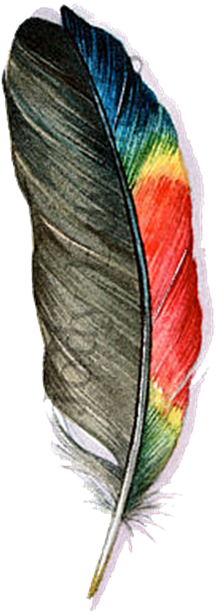 Transparent Feathers Parrot - Transparent Background Feather Png (534x1024), Png Download