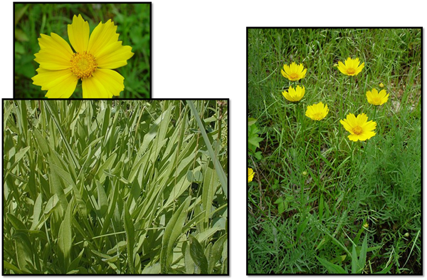 Tallgrass Restoration - Lance-leaved Coreopsis (600x393), Png Download