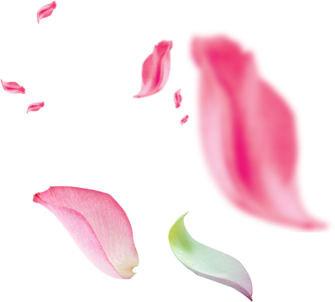 Fw658 - Petalos Rosa Png (658x658), Png Download