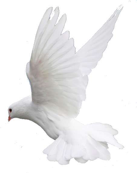 Fly, Flying, Dove, - White Dove Flying Png (453x572), Png Download
