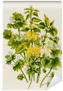 Color Illustration Of Flowers In Watercolor Paintings - Antique Print C1870 Anne Pratt Plants Waesel Snout (400x400), Png Download