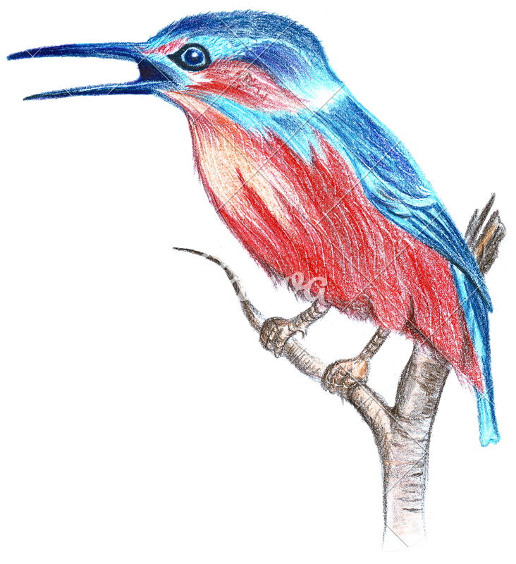 Small Bird Drawing At Getdrawings - Bird Sitting On A Branch Drawing Colorful (503x550), Png Download
