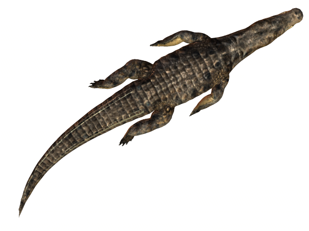 Croc Swim - Nile Crocodile (608x518), Png Download
