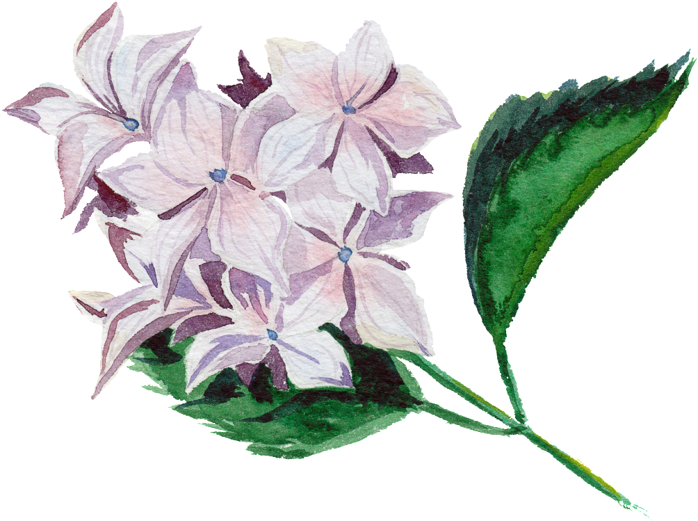 Modern Hand Painted Transparent Watercolor Flowers Watercolor