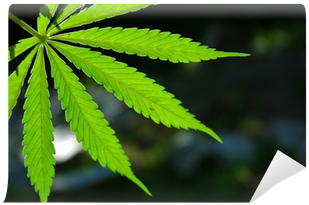Marijuana Leaf (400x400), Png Download