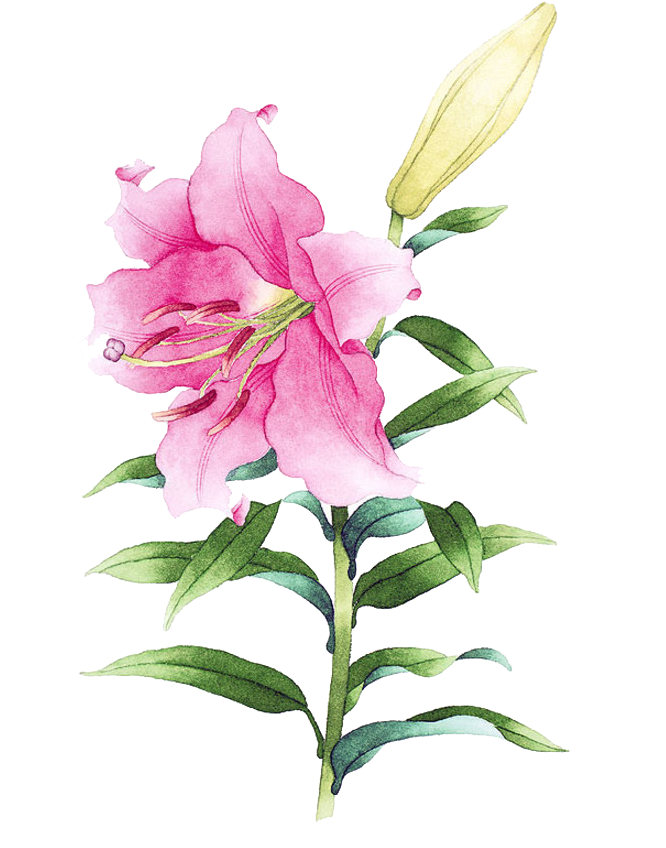 Clip Freeuse Library Drawing Lily Watercolor - Watercolor Lily (700x881), Png Download