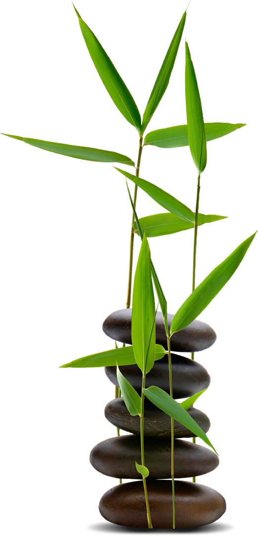 Bamboo Zen & Spa - Feng Shui For Dummies (521x1080), Png Download