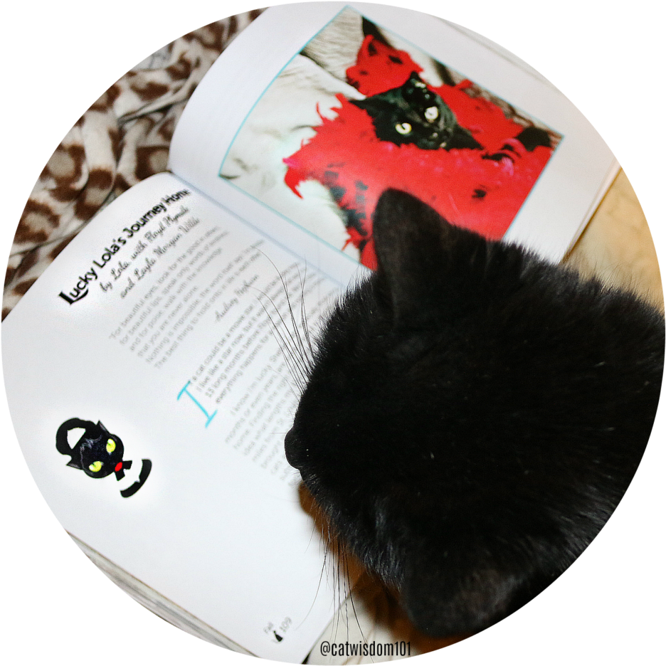 Remembering Lola Black Cats Tell All - Cat (1000x1009), Png Download