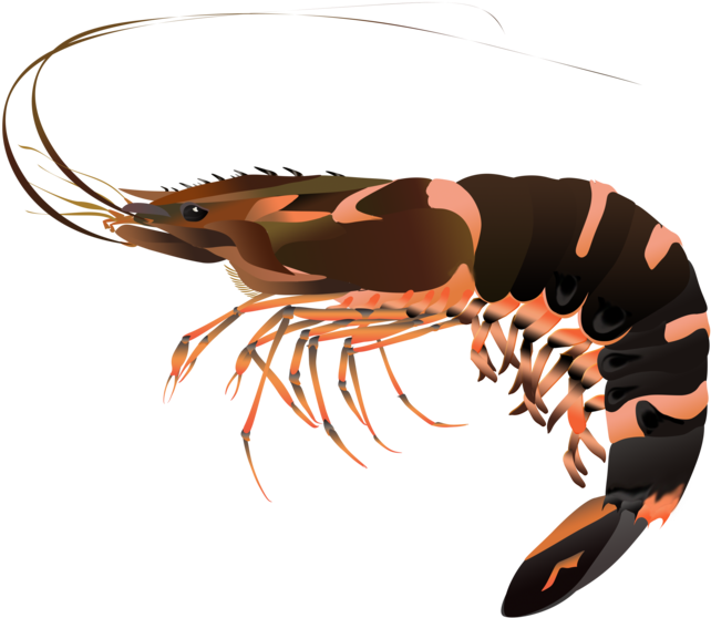 Tiger Prawn Trans (1000x647), Png Download