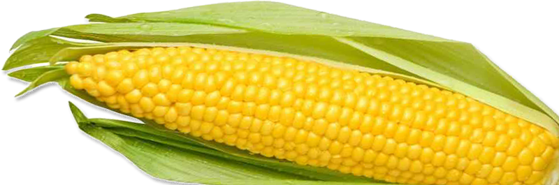 Corn Icon Clipart - Corn On A Cob Png (800x265), Png Download