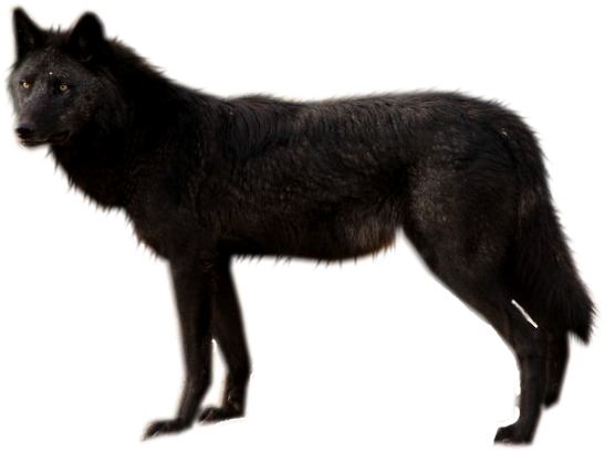 Visit - Wolf (800x1000), Png Download