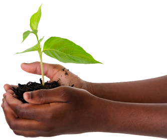 Previous Item Seedling-1558599 1920 Next Item Manos - O Chao De Terra (500x282), Png Download