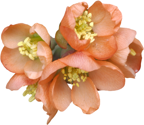 Visit - Flower (640x640), Png Download