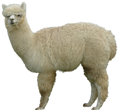 About Alpacas Health And - Alpaca Png (415x386), Png Download