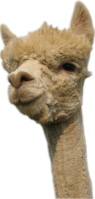 Banner Library Llama Head Png For Free Download - Alpaca Transparent (328x684), Png Download