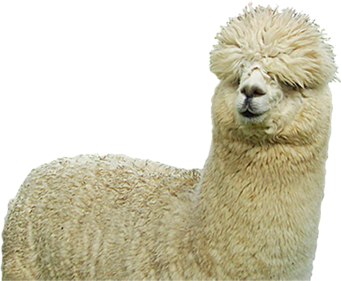 Carlos, The Alpaca - Alpaca Png (600x600), Png Download