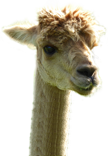 Llama Head Png (348x500), Png Download