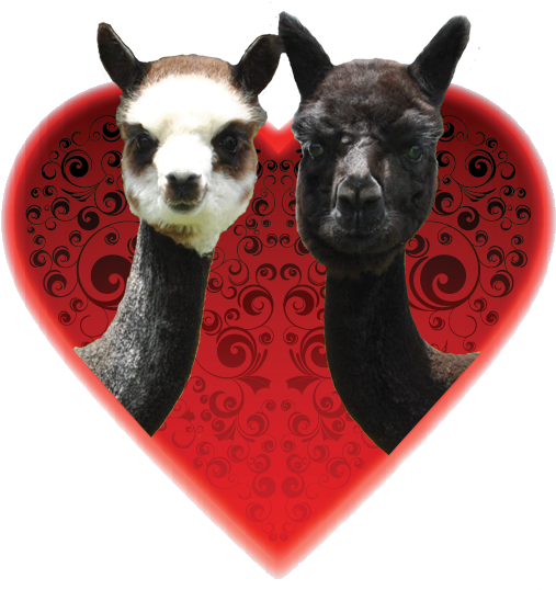 Valentines Day Alpaca - Alpaca Valentines Day (518x540), Png Download