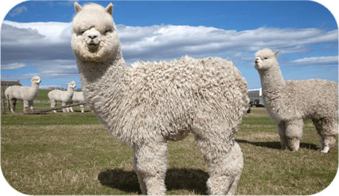 We'll Keep Your Alpacas, Camels And Llamas Fighting - Alpaca Fit (494x287), Png Download