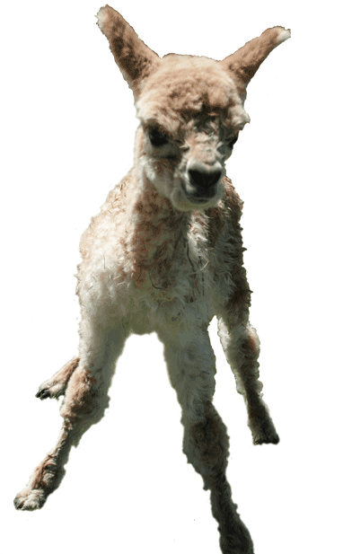 Alpacas Offer Something For Everyone - Roe Deer (500x622), Png Download