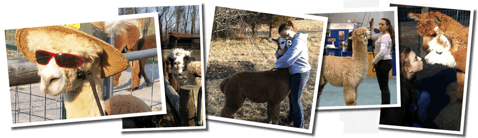 Hart So Big Alpaca Farm - Alpaca (967x280), Png Download